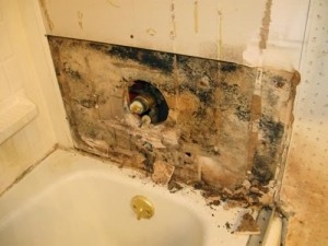 Oakville Bathroom Mold Removal