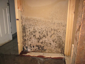 Brampton Basement Mold Removal
