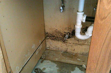 Brampton Kitchen Mold Removal